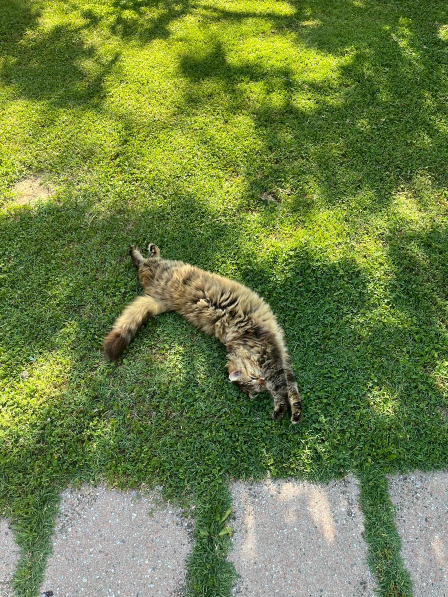 Agriturismo Salcino グロッセート エクステリア 写真